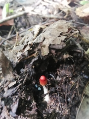Leratiomyces ceres