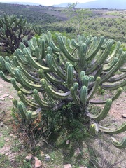 Myrtillocactus geometrizans