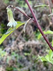 Nabalus trifoliolatus