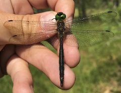 Somatochlora flavomaculata