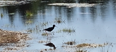 Himantopus novaezelandiae