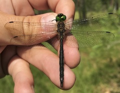 Somatochlora flavomaculata