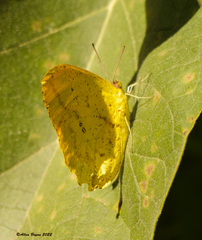 Phoebis agarithe