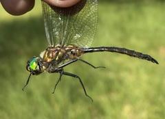 Somatochlora flavomaculata