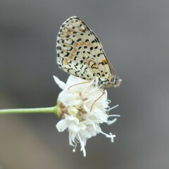 Melitaea