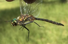 Somatochlora flavomaculata