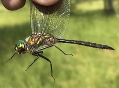 Somatochlora flavomaculata