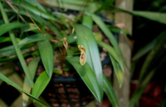 Maxillaria ringens