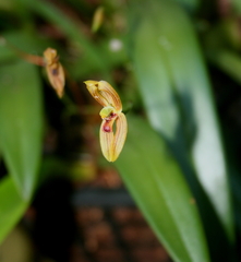 Maxillaria ringens