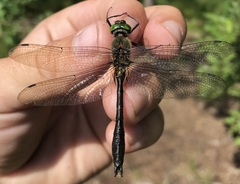 Cordulia aenea aenea