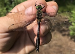 Cordulia aenea aenea