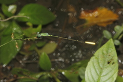 Leptobasis melinogaster