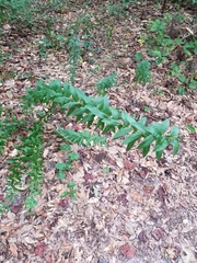 Solidago odora