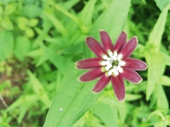 Zinnia peruviana