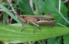 Chorthippus albomarginatus