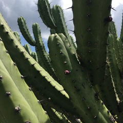 Myrtillocactus geometrizans