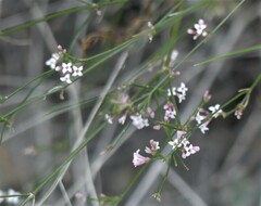 Asperula cynanchica