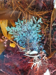 Ericaria selaginoides