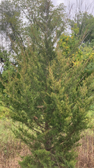 Juniperus virginiana