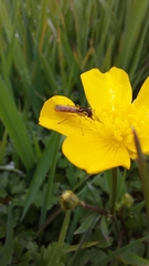 Sphaerophoria macrogaster