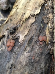 Ascocoryne cylichnium