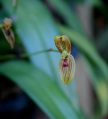 Maxillaria ringens