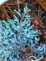 Ericaria selaginoides