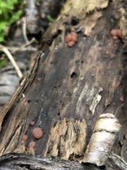 Ascocoryne cylichnium