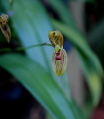 Maxillaria ringens