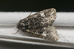 Melanchra