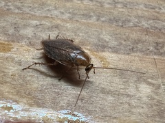 Ectobius vittiventris