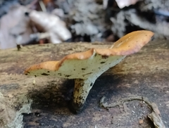 Cerioporus leptocephalus