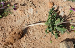 Othonna cakilifolia