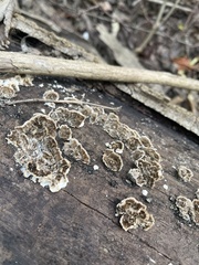 Stereum gausapatum