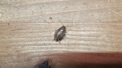 Ectobius vittiventris