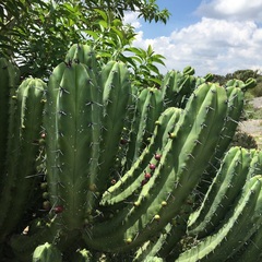 Myrtillocactus geometrizans