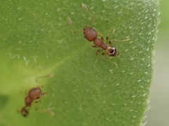 Pheidole navigans