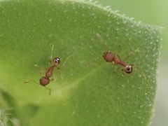 Pheidole navigans