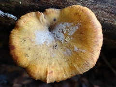 Cerioporus leptocephalus