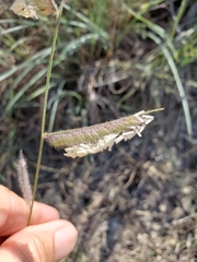 Bouteloua pectinata