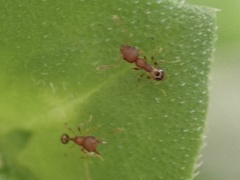 Pheidole navigans