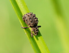 Entiminae