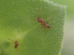 Pheidole navigans
