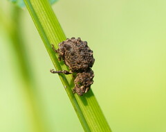 Entiminae