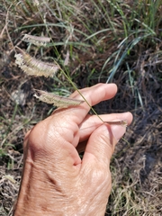 Bouteloua pectinata