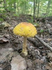 Amanita