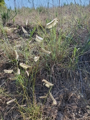 Bouteloua pectinata