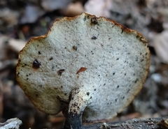 Cerioporus leptocephalus