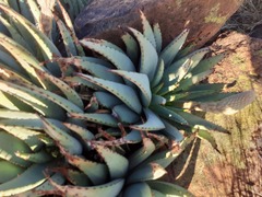 Aloe claviflora