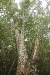 Beaucarnea recurvata